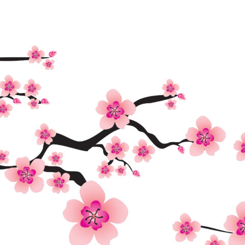 Hiroshima cherry tree